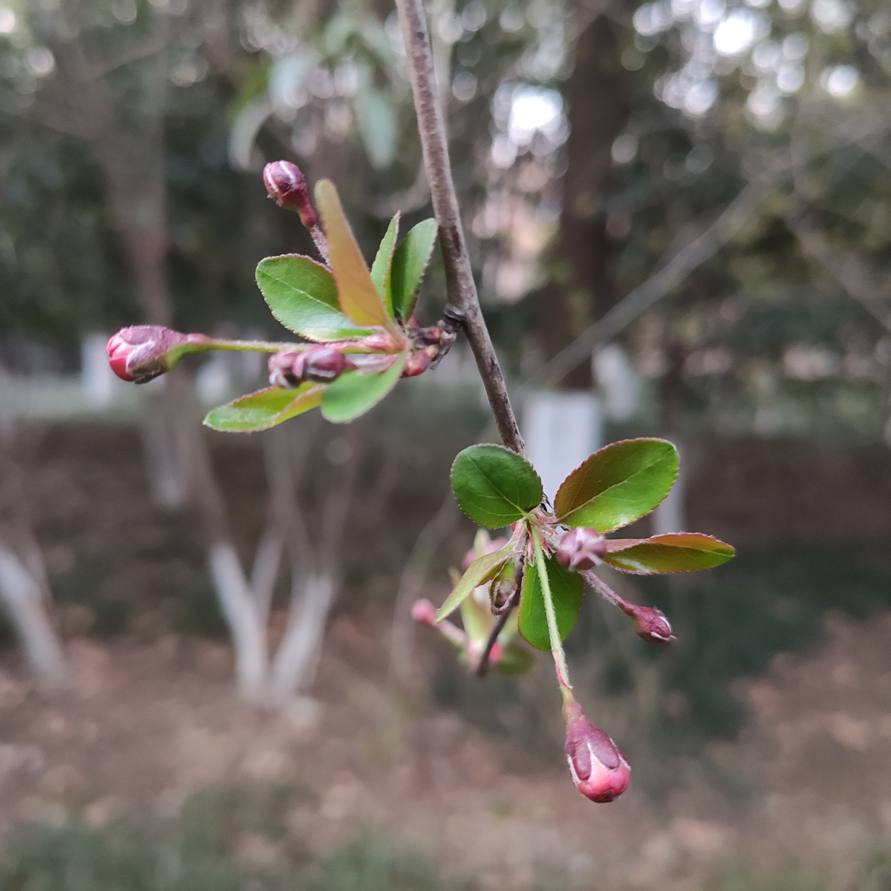 芽子海棠图片