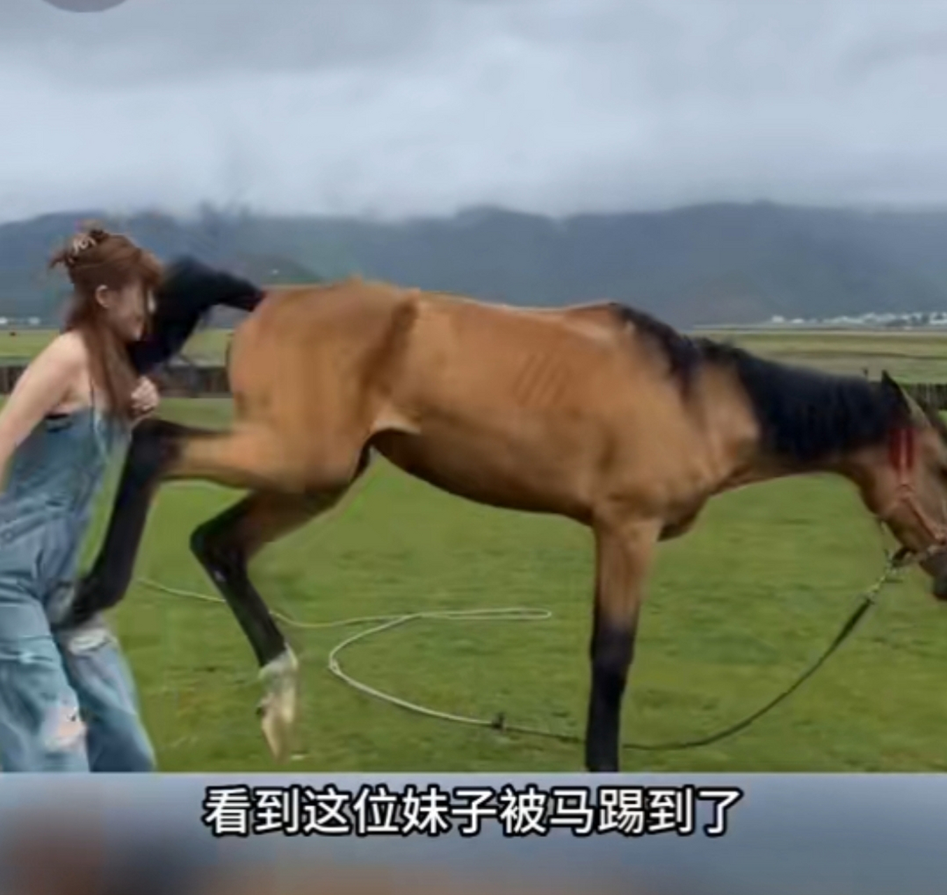 马其实是一种挺危险的动物,靠马太近的话很容易被马踢