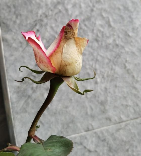 艾莎月季可能对光照要求更高点