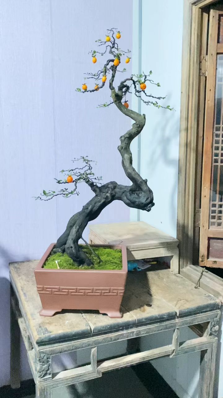 金弹子盆景作品欣赏