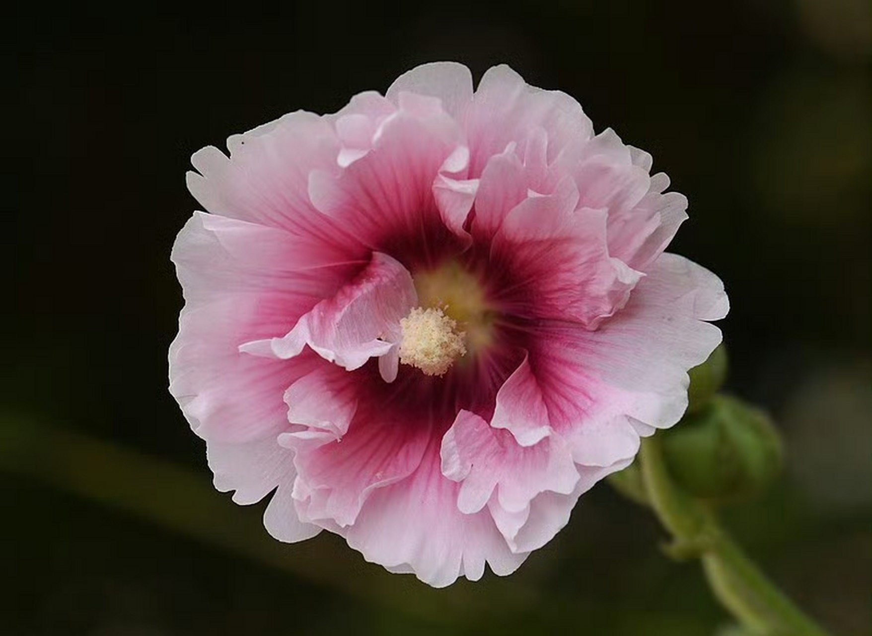 蜀葵(alcea rosea),锦葵科蜀葵属.摄于山东烟台.