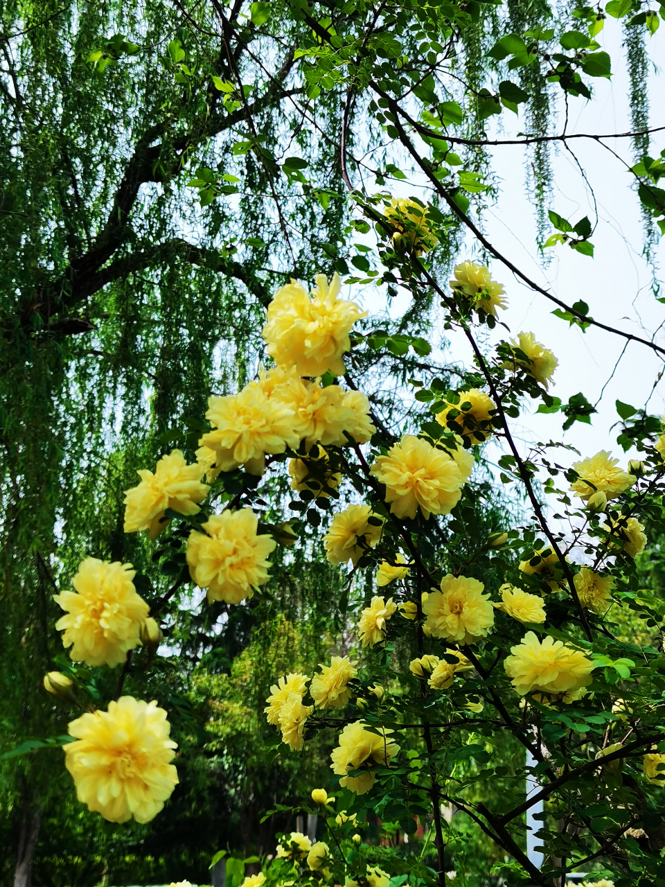 校园的这丛重瓣黄刺玫,位于东操场西侧,每当开放时,未走近就能闻到它