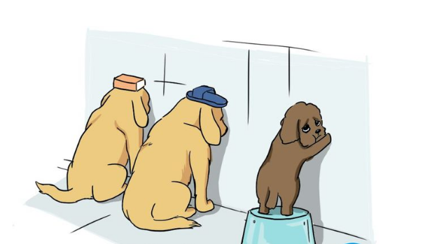 三只狗做错事被罚面壁思过,主人余光扫到泰迪时,它的表情亮了!