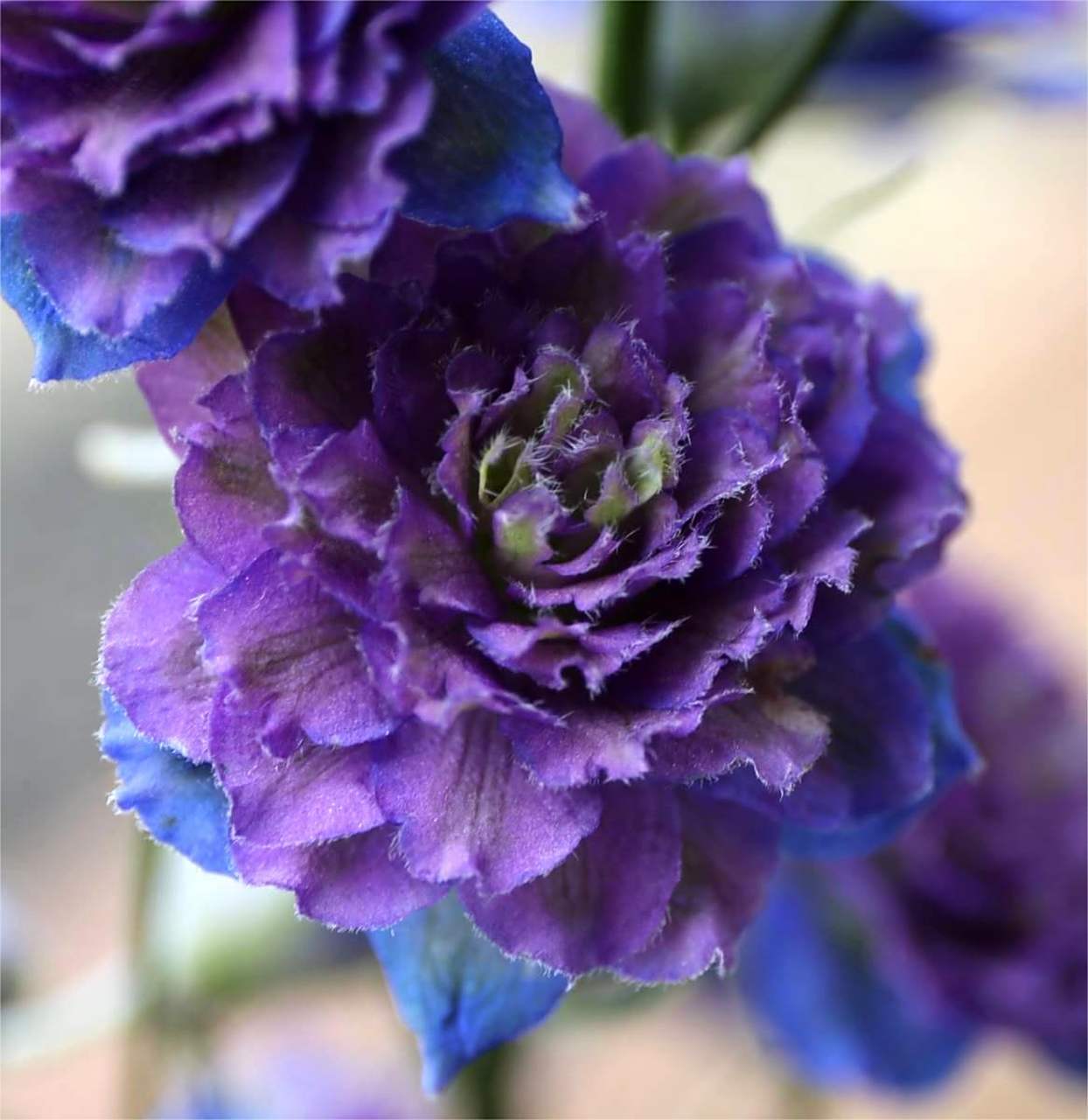 花飞燕草品种——高地人系列 (highlander series) 完全重瓣的花型