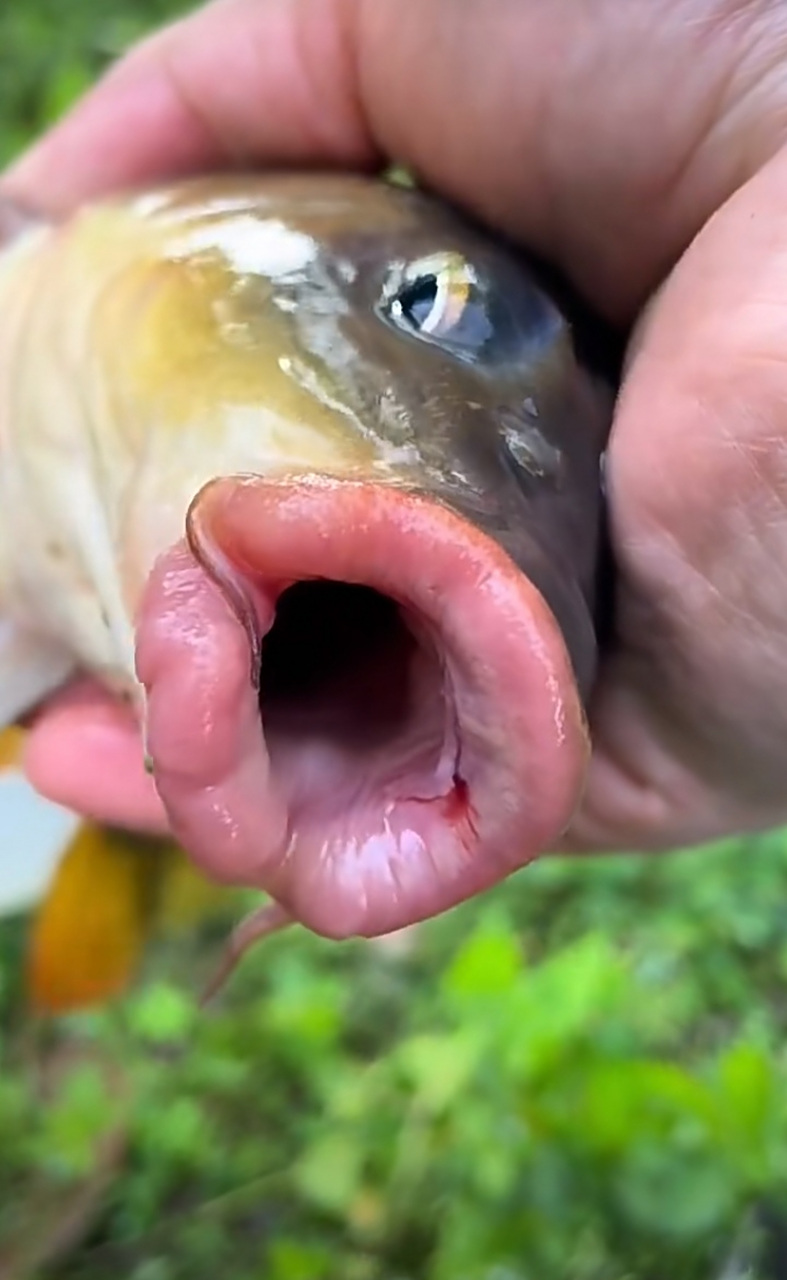 这是什么鱼,嘴唇也太肥了吧?