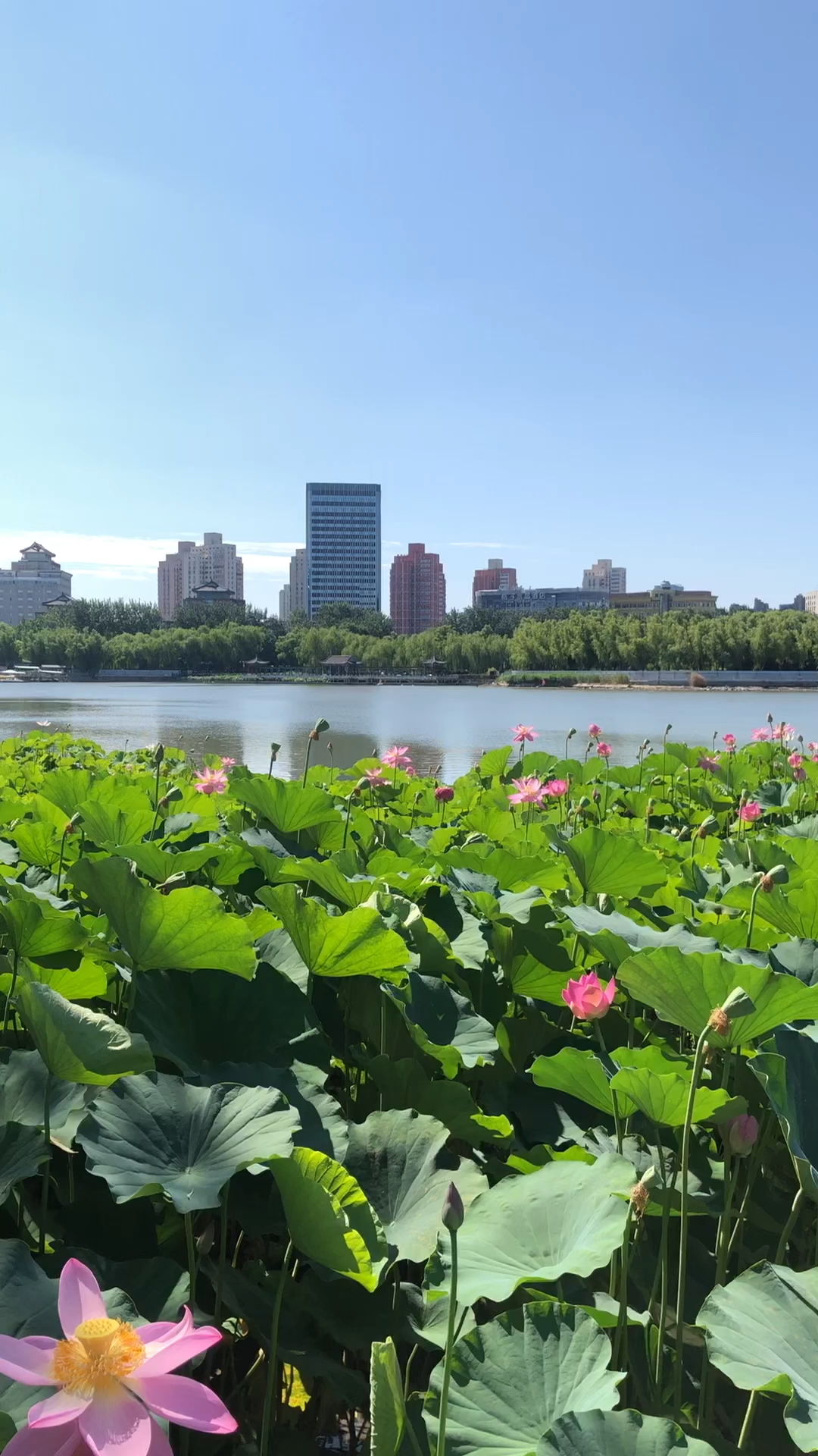 荷花池真实 风景图片图片