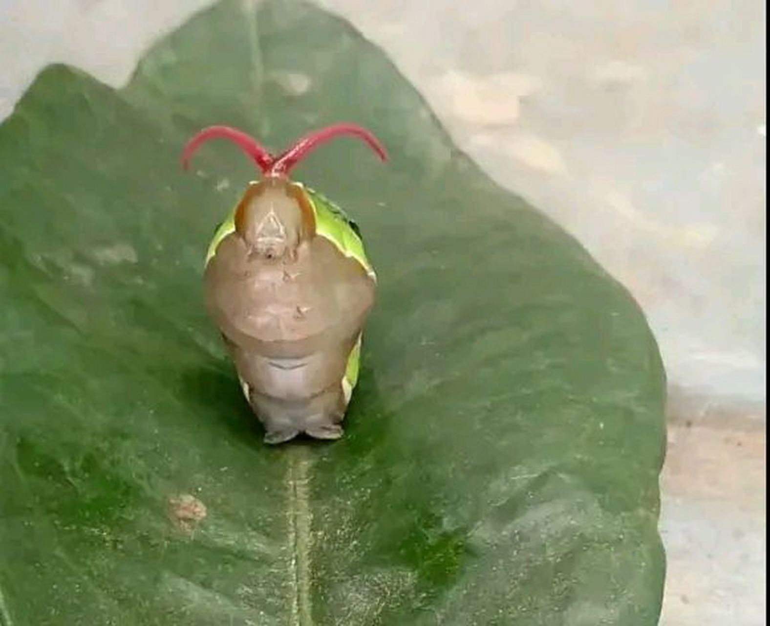 其实它是一种叫花椒凤蝶的幼虫,主要栖息在一些绿色树叶上,比如橘子