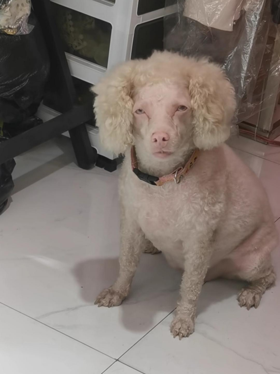 闺蜜养的宠物狗,怎么长得羊里羊气的.