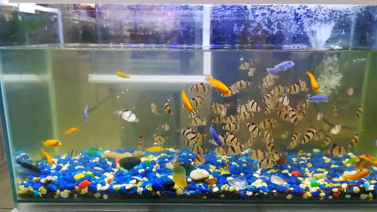 虎皮鱼,三湖慈鲷混养,强强联合,挺好的!