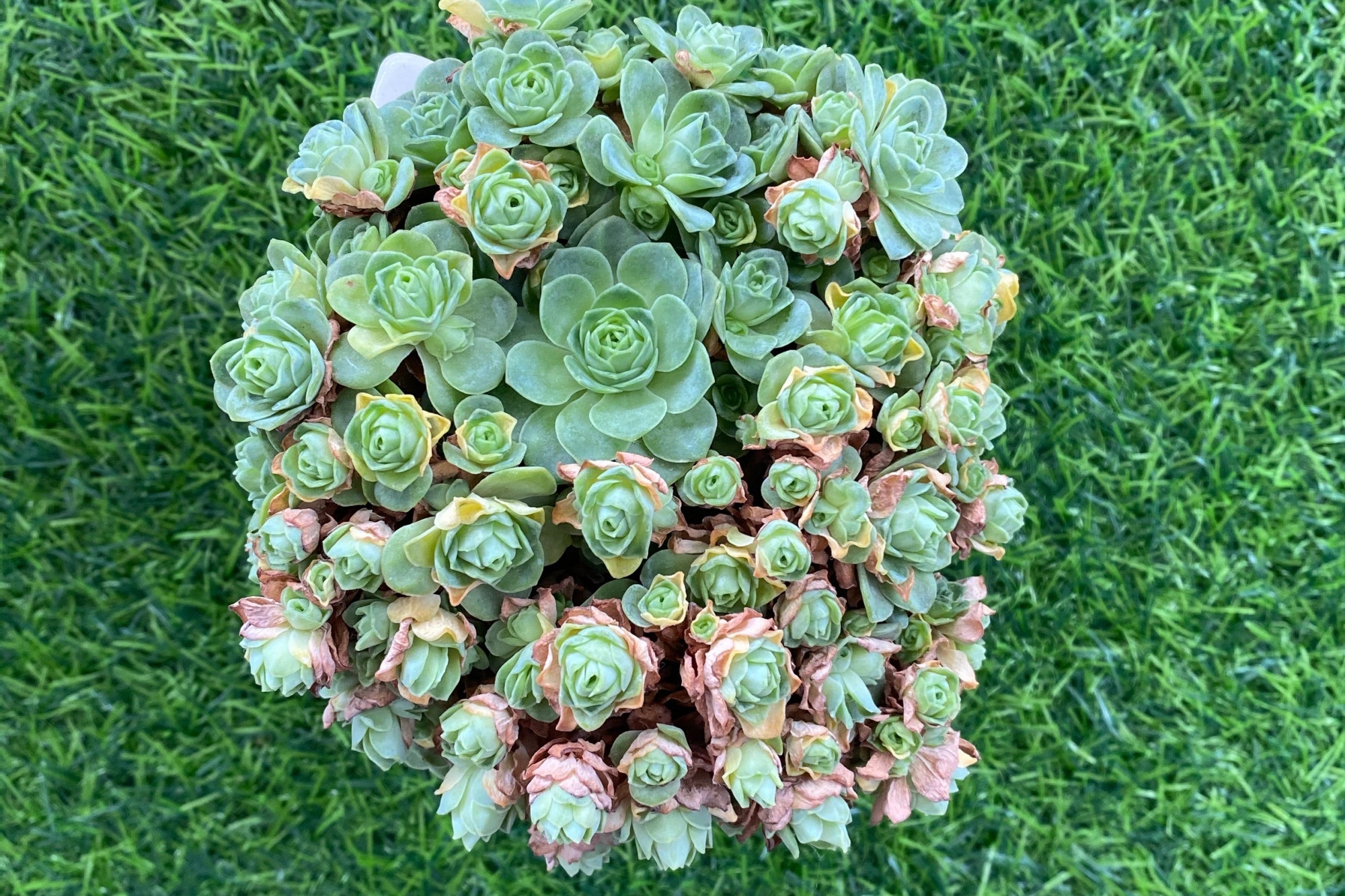 让山地玫瑰翡翠球先徒长后修剪,变成棒棒糖的形状,浪漫又漂亮