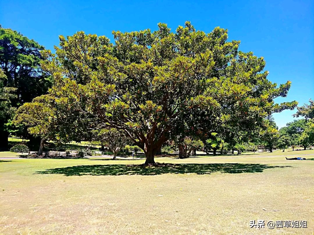 澳洲悉尼皇家植物園,鬧市中的一片綠洲,是一個去了又想去的地方