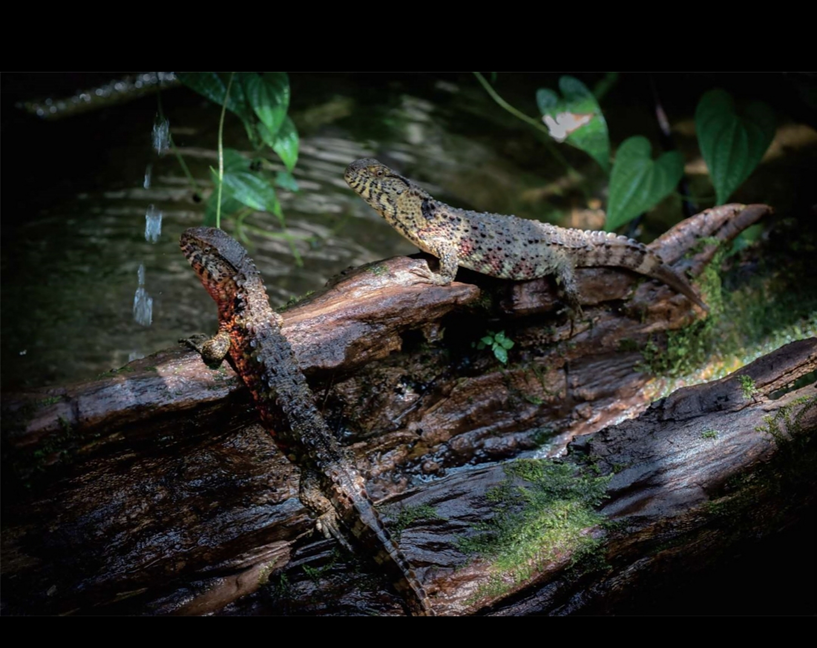 urus)为单型科单型属的珍稀濒危物种,国家一级重点保护野生动物,属于