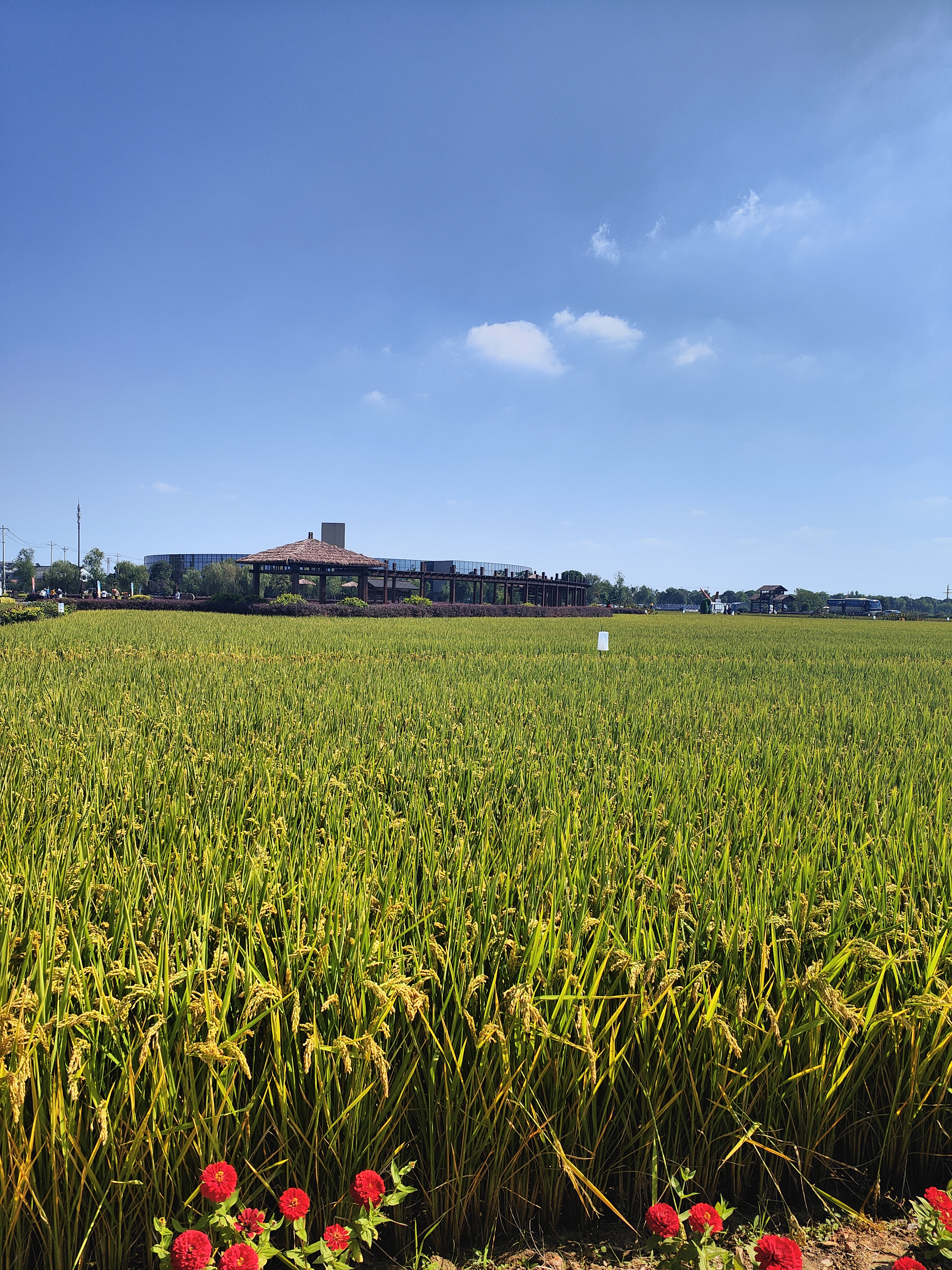 江宁湖熟水稻示范园