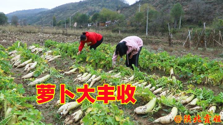 地里萝卜太多，霞姐今天拔一筐做香辣萝卜吃，咬一口嘎嘣脆！