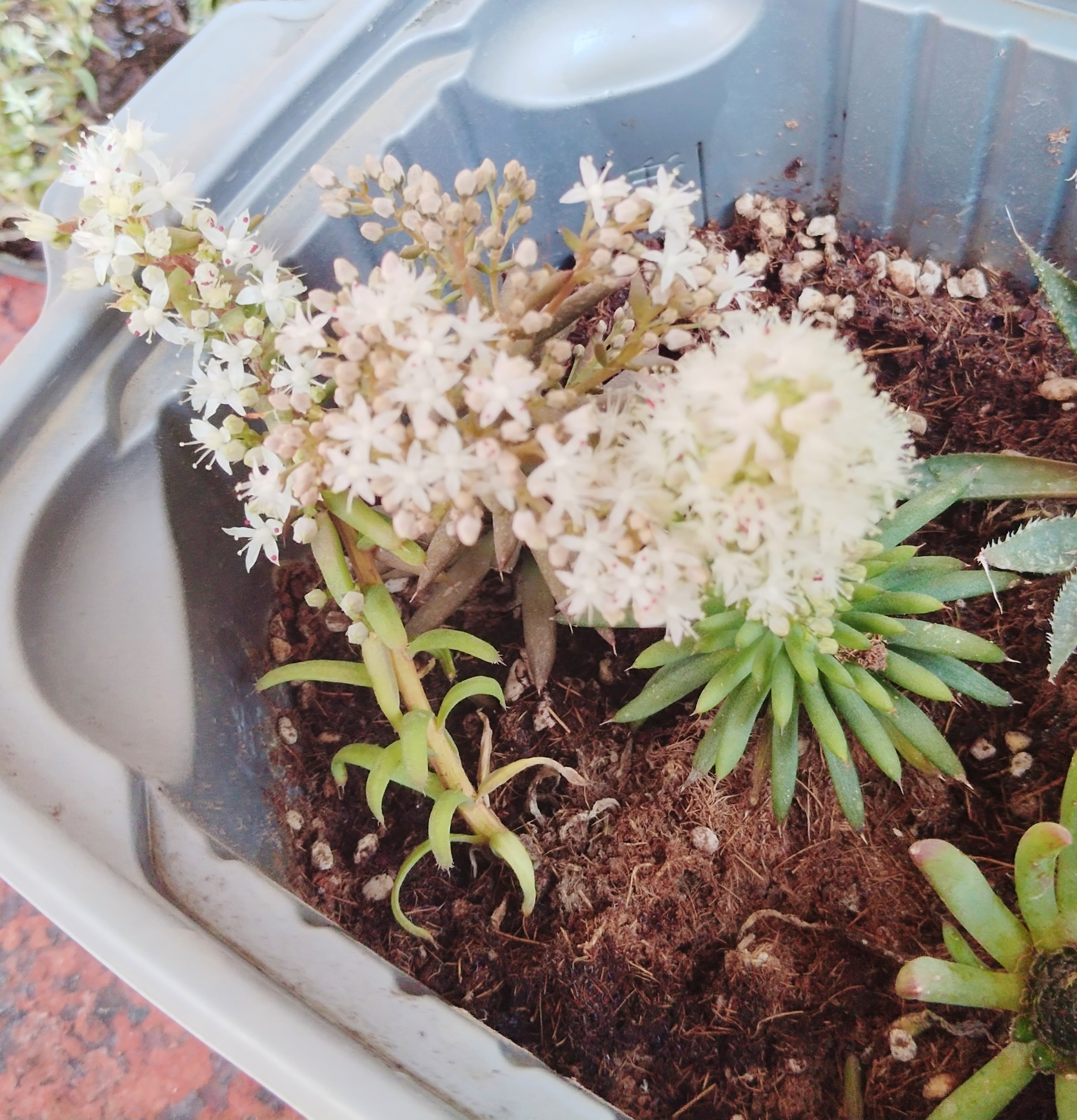 瓦松多肉,2年才开花,一起来欣赏一下吧!