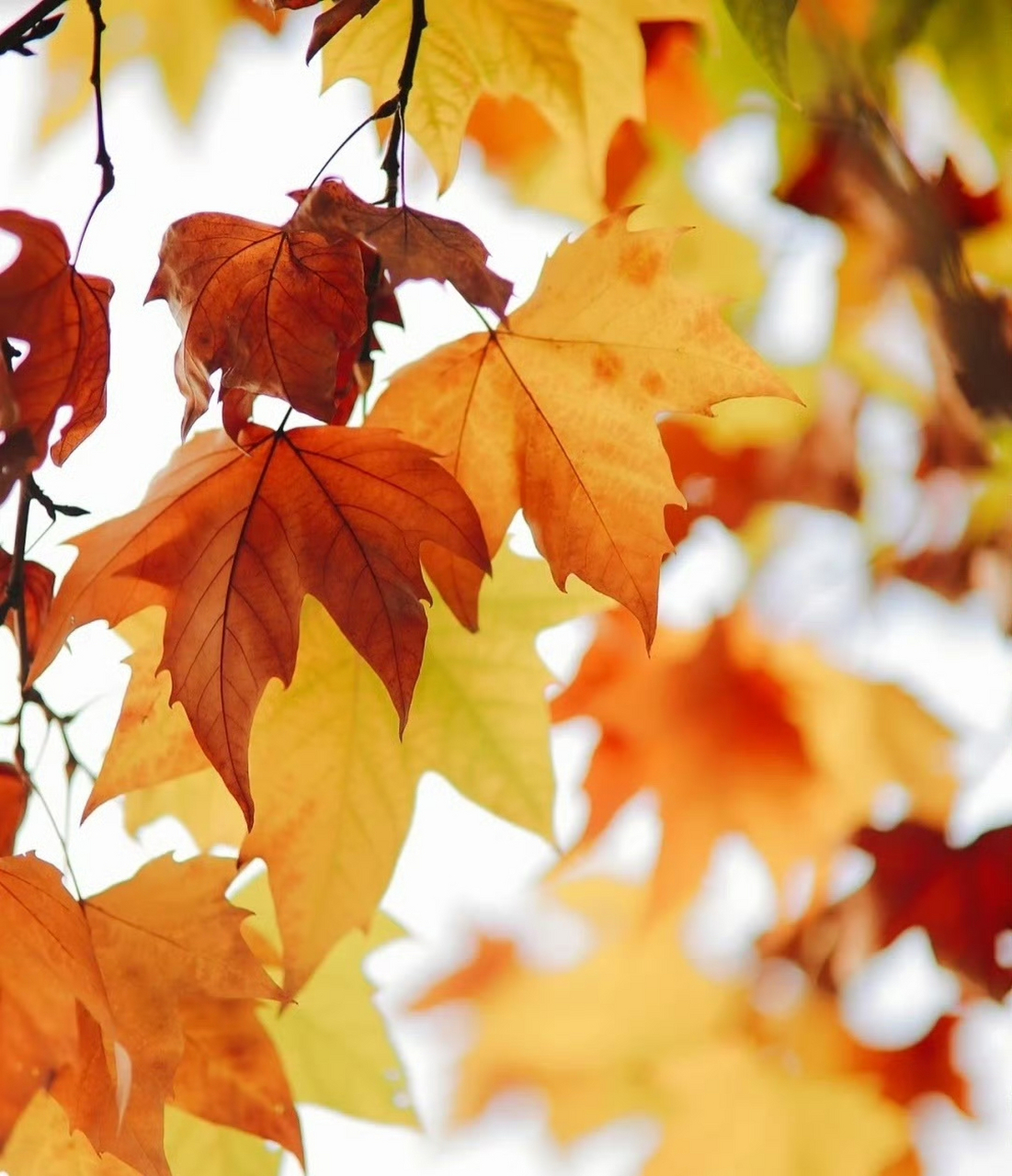 "  梧桐叶上得秋声 .  " 无眠倾盏对孤灯,露白霜青寂愁城.