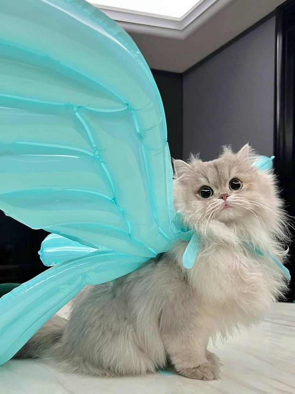 大蝴蝶猫猫出场!