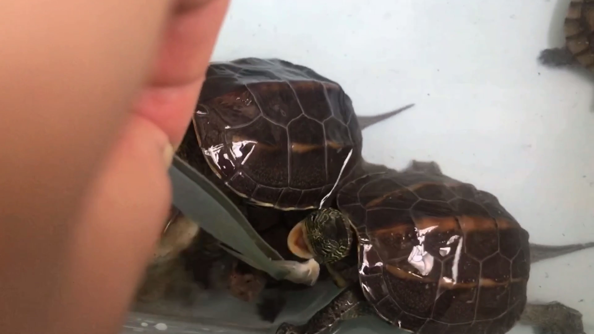 乌龟吃鱼像吃面条,直接一口吞