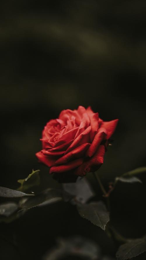 一枝玫瑰 背景图图片
