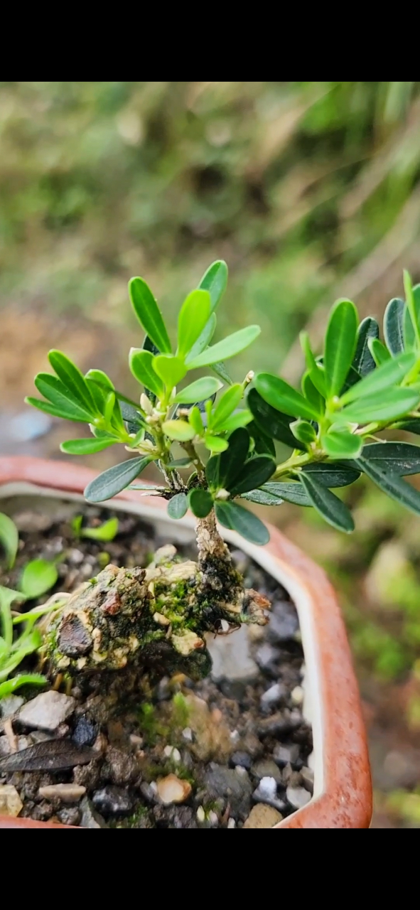 贵州米叶黄杨,黄杨中的稀有品种