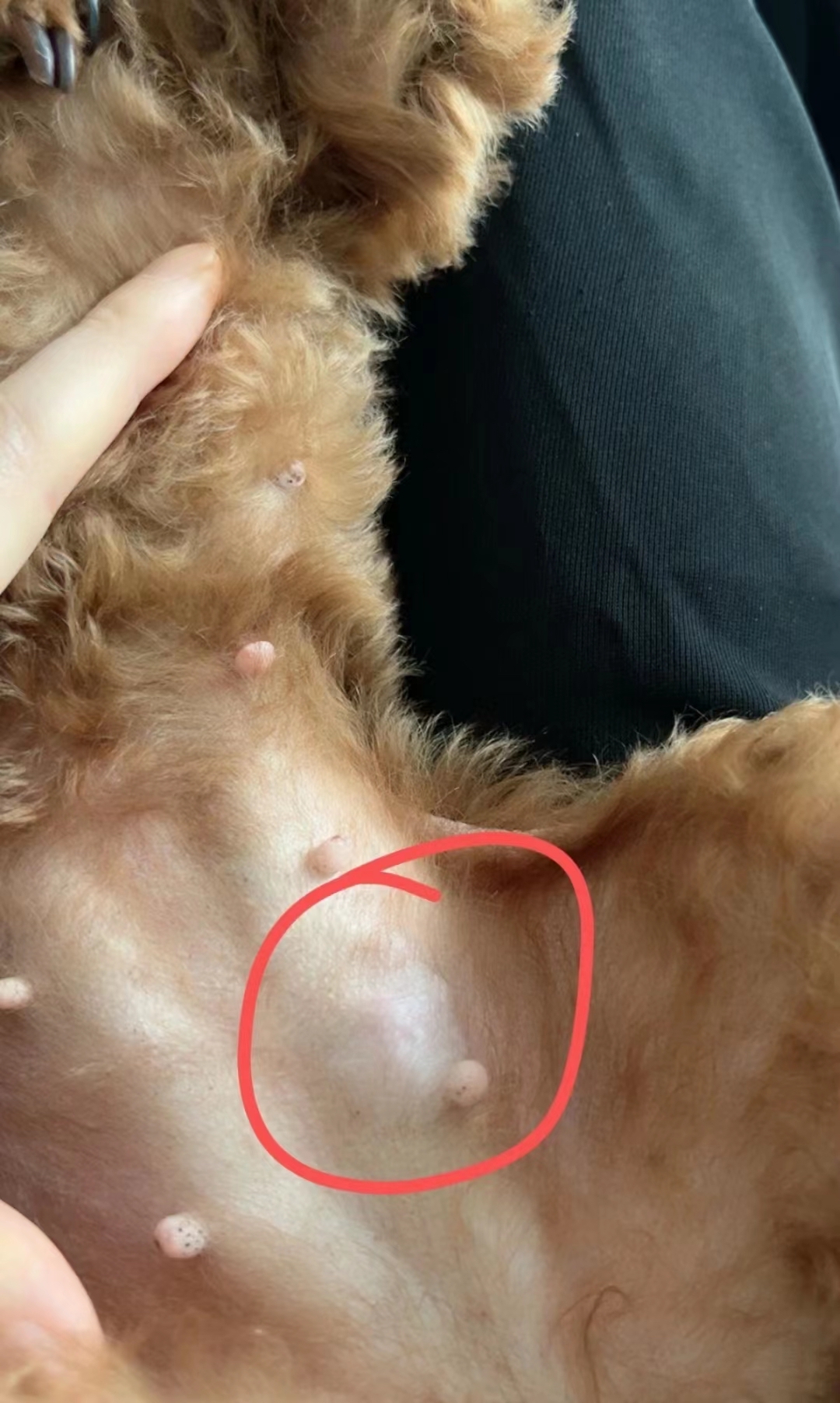 狗狗乳腺瘤终于好了,老年犬生病真让人揪心但可能是因为没有绝育,忽然