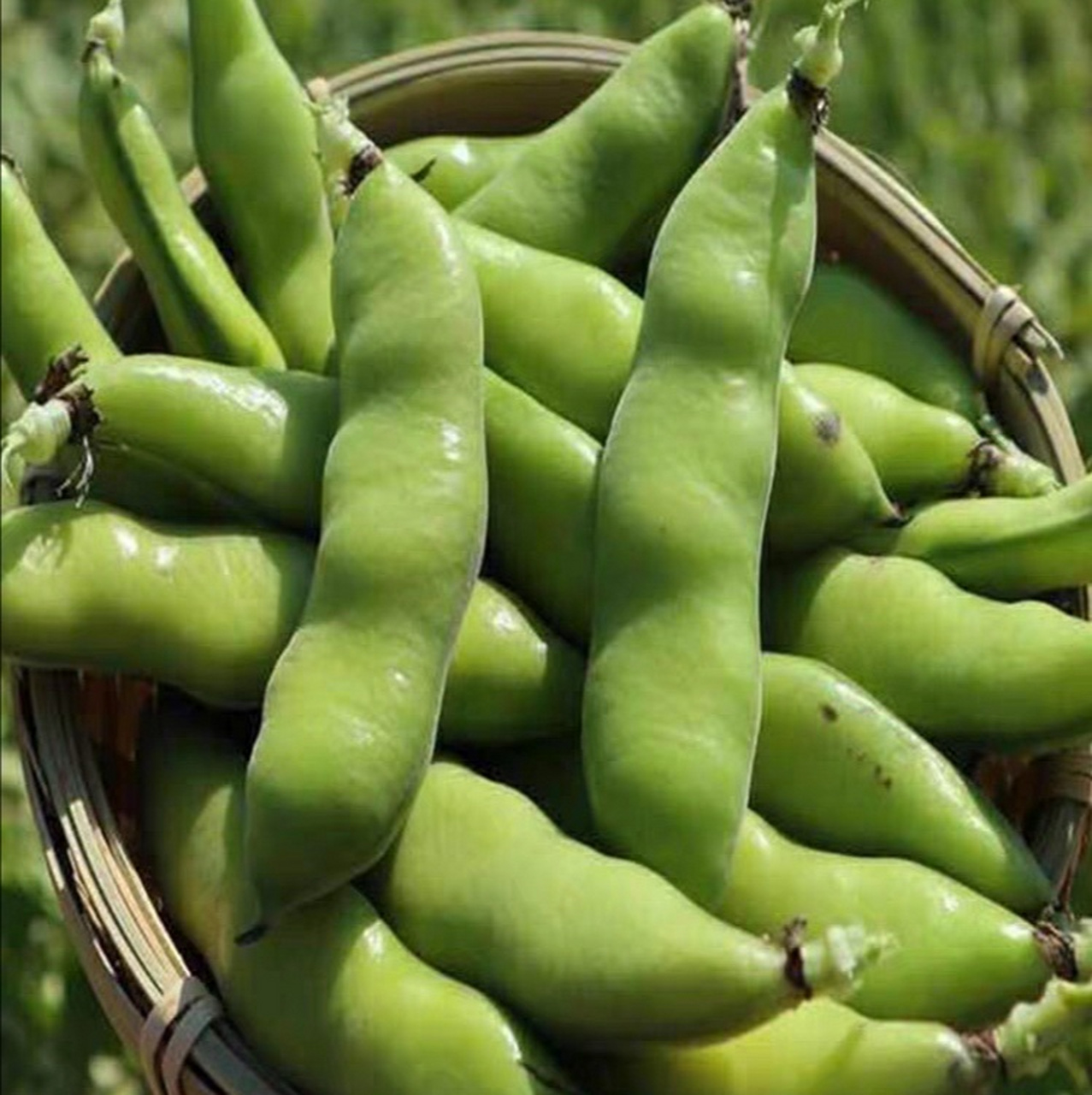 [打call]蚕豆的种植方法?