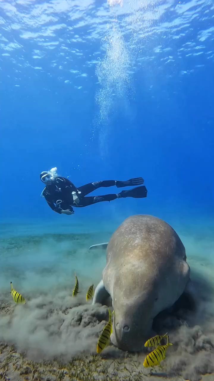 吃草的海牛和身邊的魚和諧相處