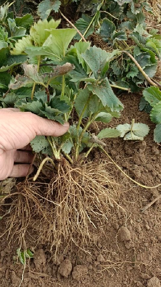 大叶红颜九九草莓苗,基地现挖哦!-度小视