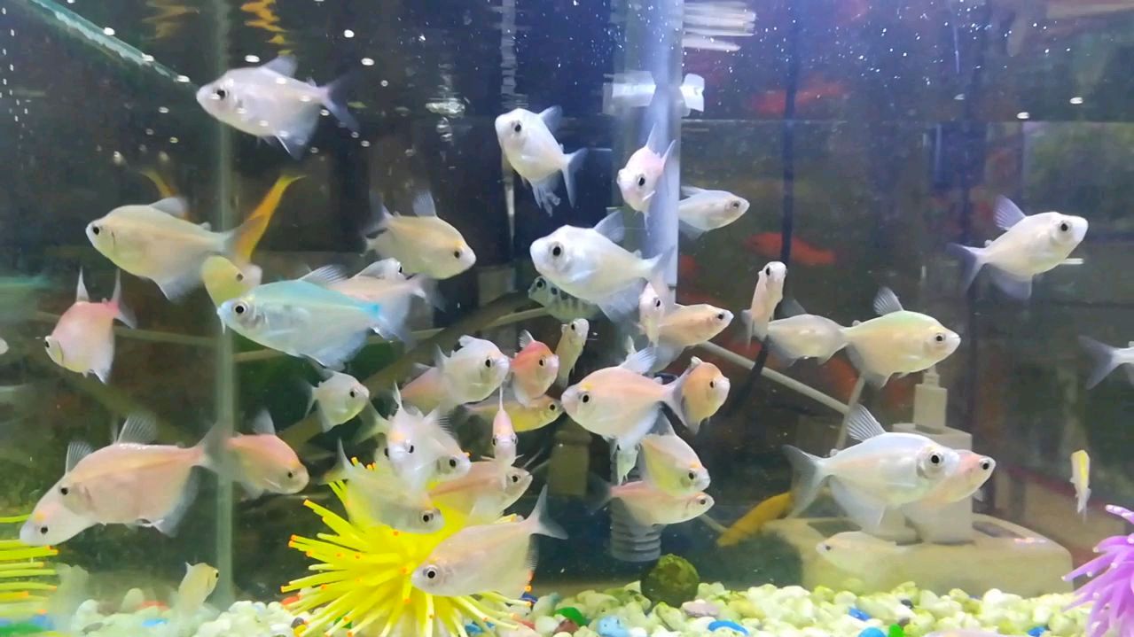 彩裙鱼好漂亮,鱼店老板说它的彩色是激光击上的,是真的吗?