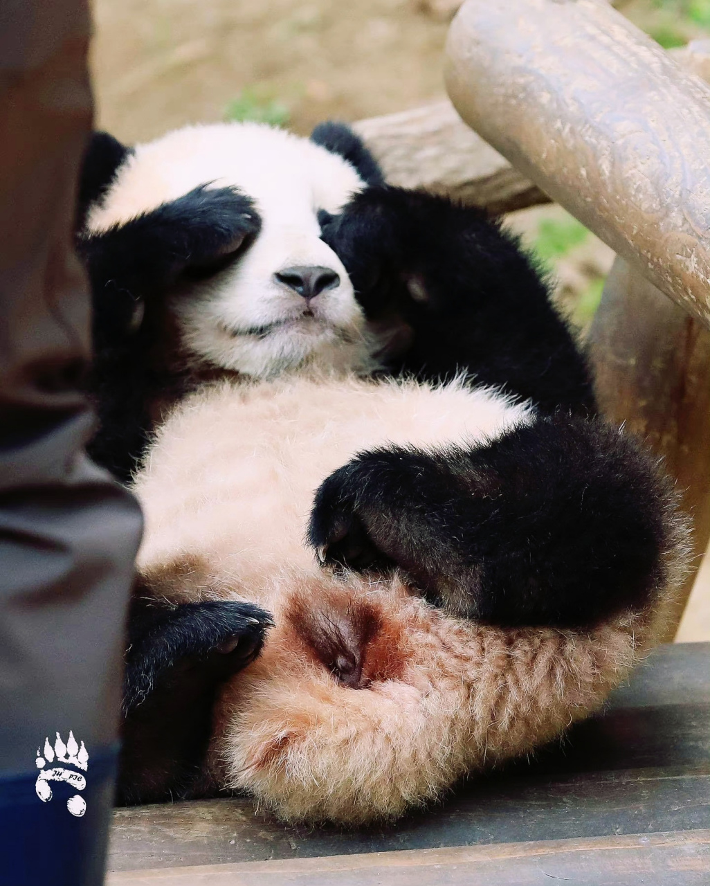 大熊猫# 幼年的大熊猫福宝:当我捂上眼睛,我的爷爷就看不到我了!