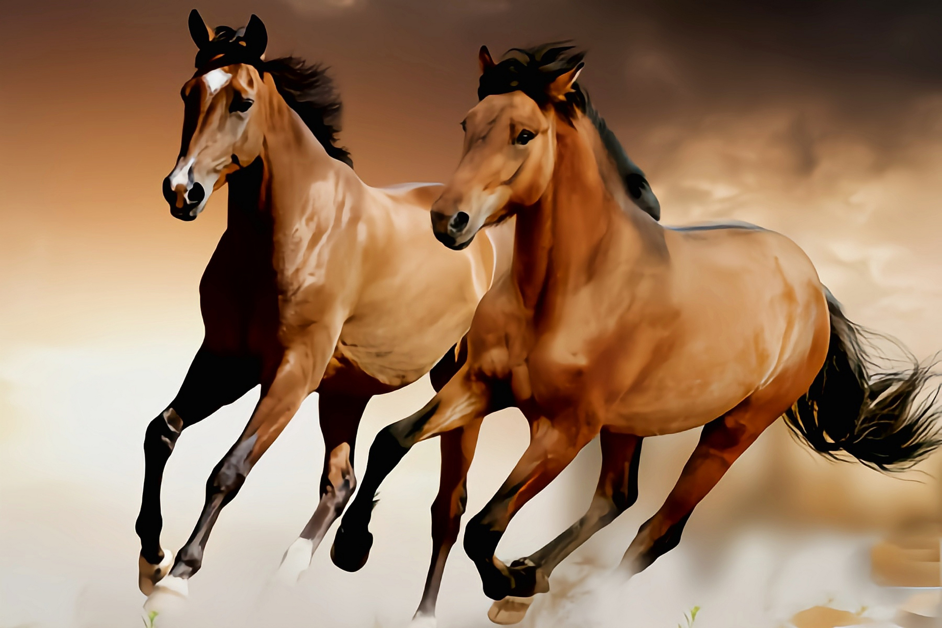 气质这东西分人# 每天认识一种动物——阿拉伯马 阿拉伯马是世界勺铑