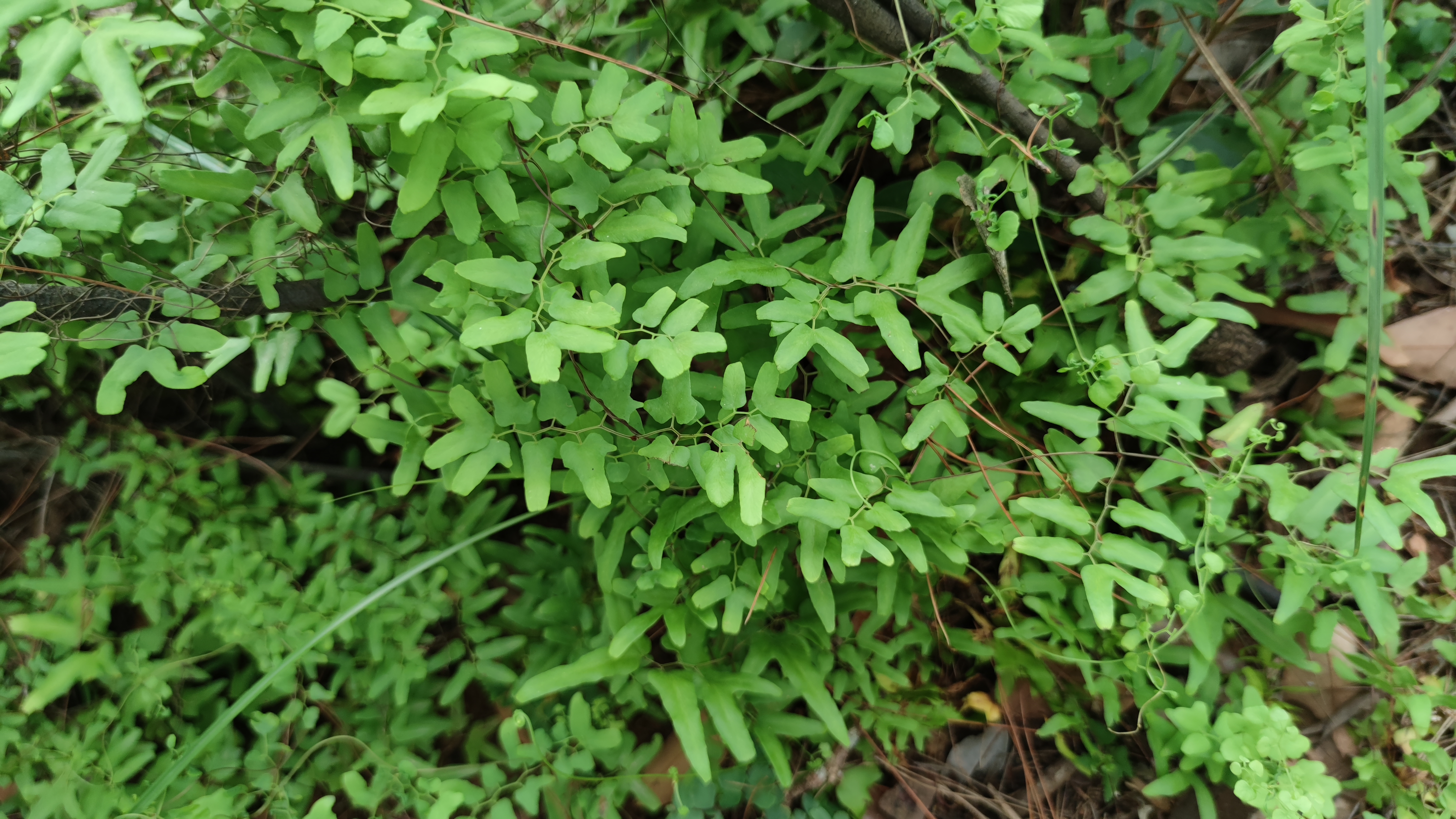 自带金沙的草本植物金沙藤