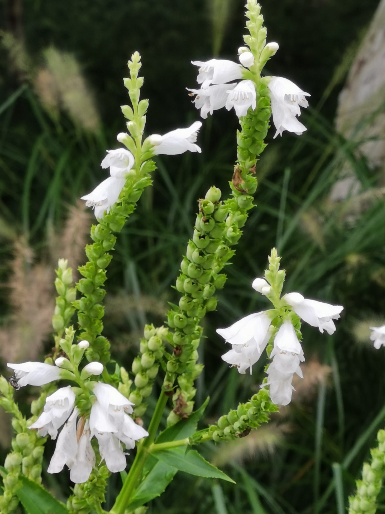 照母山植物园的秋天