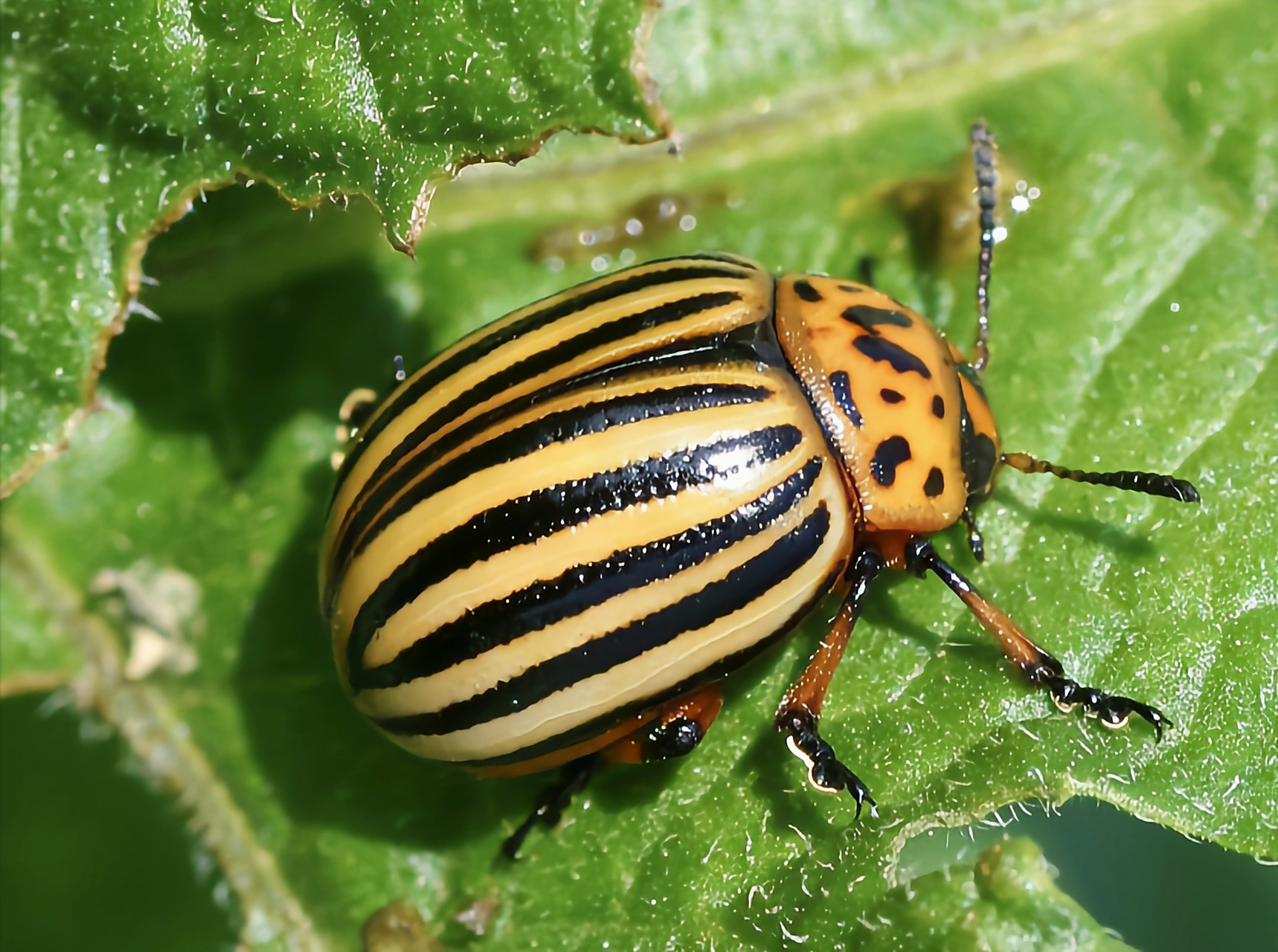 每天认识一种昆虫——马铃薯甲虫 马铃薯甲虫别名蔬菜花斑虫,原产于北