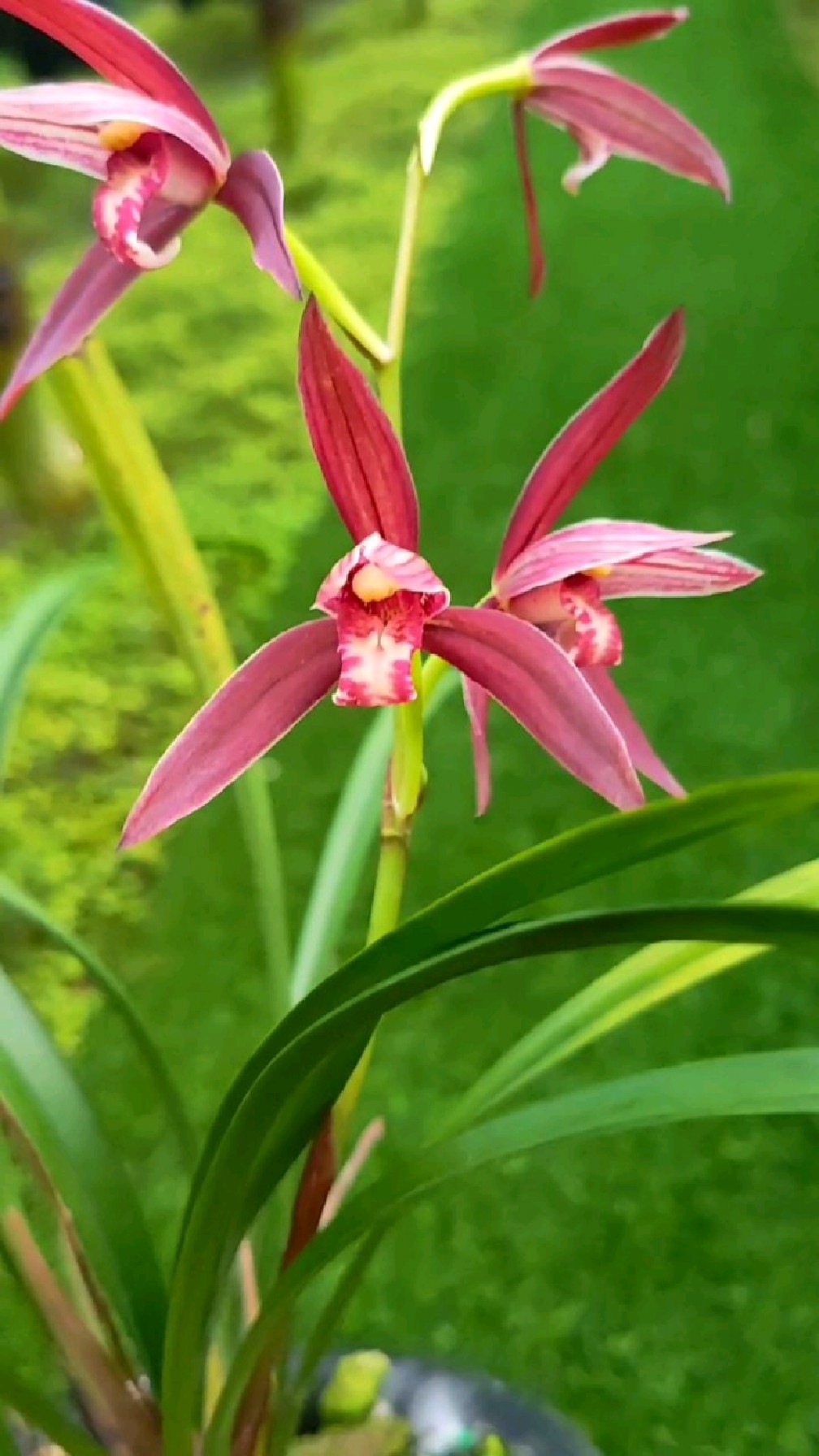建兰紫云,开的轻盈灵动,建兰紫色花系列精品之一,草型优美,花香浓郁
