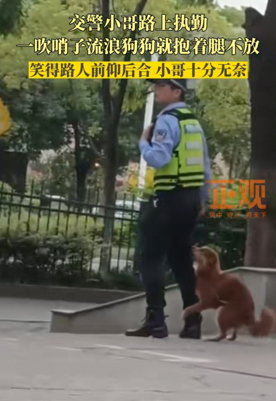 江苏无锡一个交警小哥在路上执勤,刚一吹哨子旁边的流浪狗就过来抱住