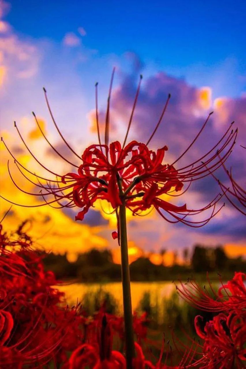 开放在天国的花--曼珠沙华(彼岸花)  曼珠沙华在日本的花语是:悲伤