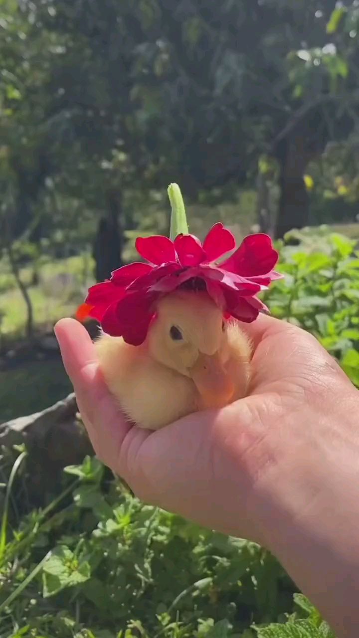 卡哇伊卡哇伊小萌鸭.