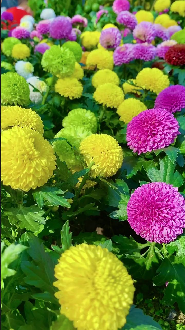 菊花爆满山,鲜艳花盛开