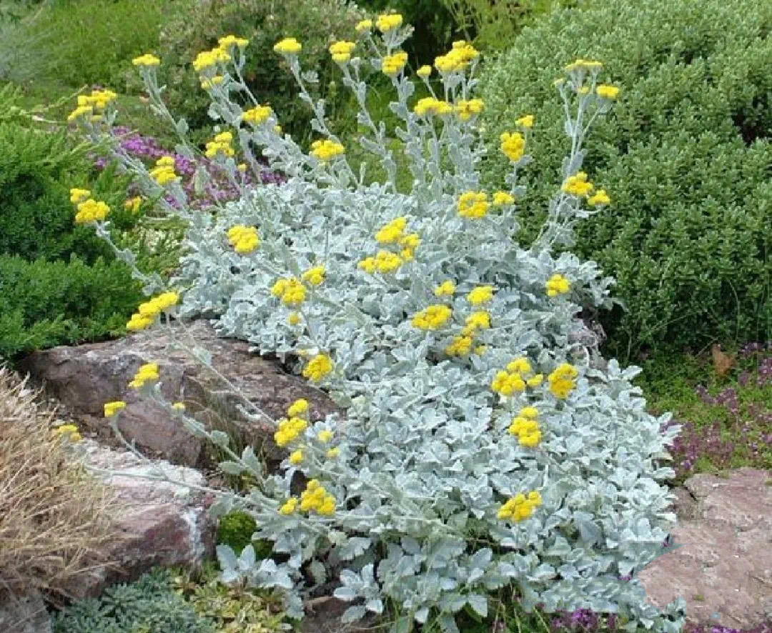 连芙蓉菊都能整成棒棒糖?真的是万物皆可棒啊!