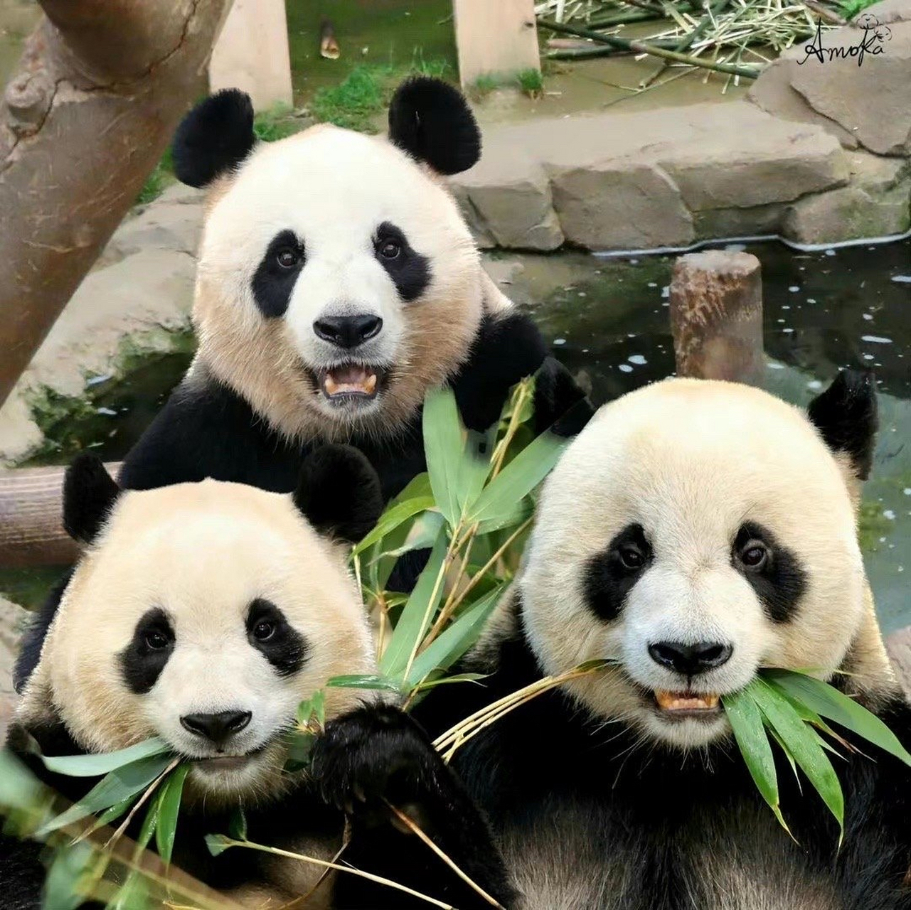 今天把福宝一家的照片整理了一下,真的越看越好看