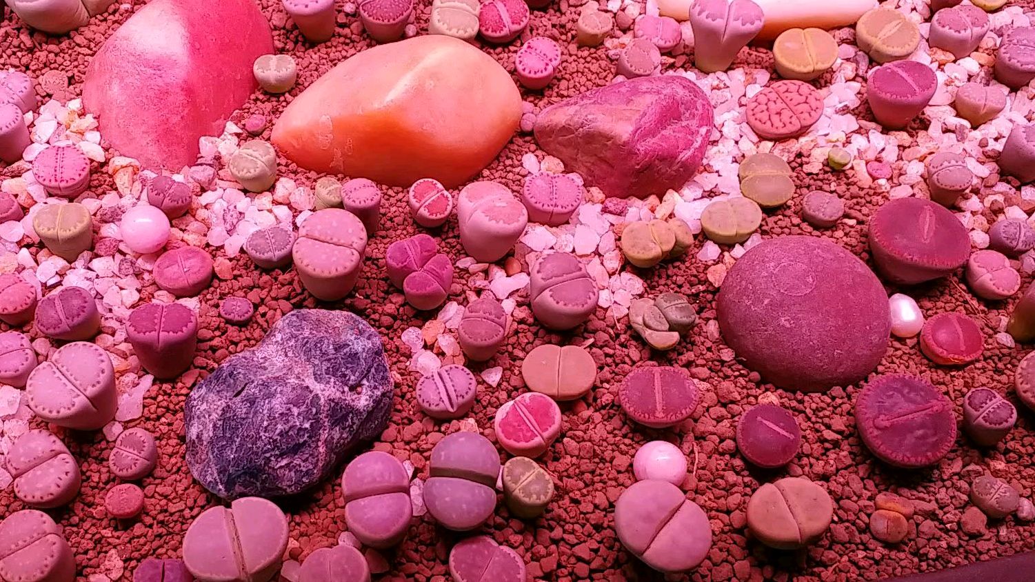为什么不买毛汗尼灯泡肉锥?朋友后悔买生石花,关键时刻没用处