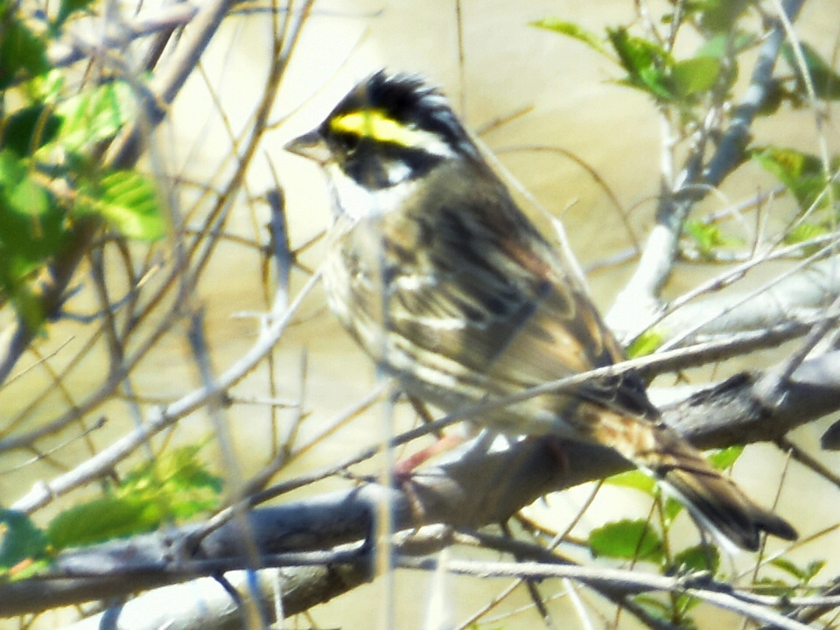 黄眉鹀,灰头鹀,树鹨和白头鹎.