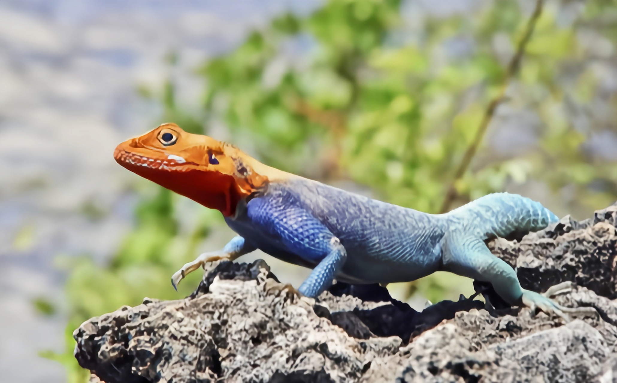 每天认识一种动物——彩虹飞蜥 彩虹飞蜥别名彩虹鬣蜥,原产于非洲中部