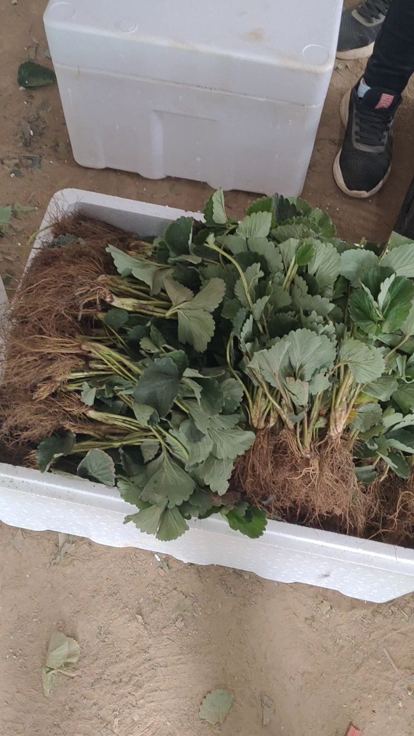 妙香七号草莓苗,红颜,甜查理杂交选育品种!抗病,高产,果型大!-度小视
