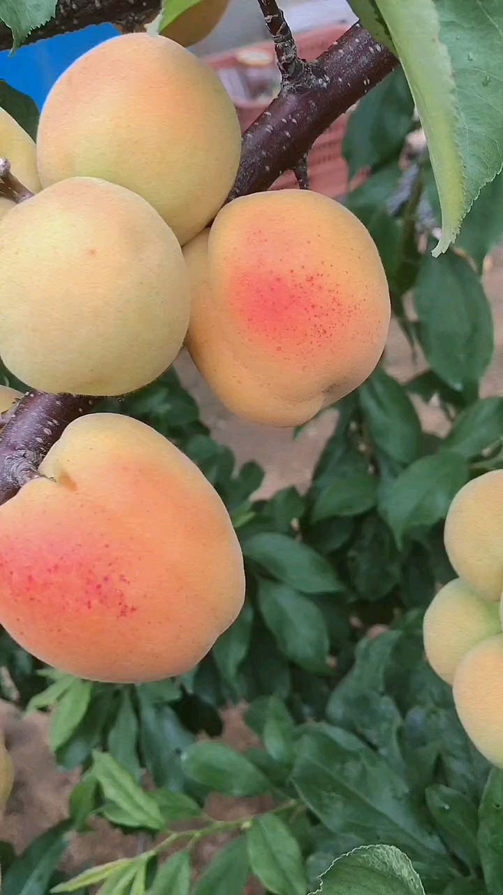 朋友们,大家好,这个是帝王大杏