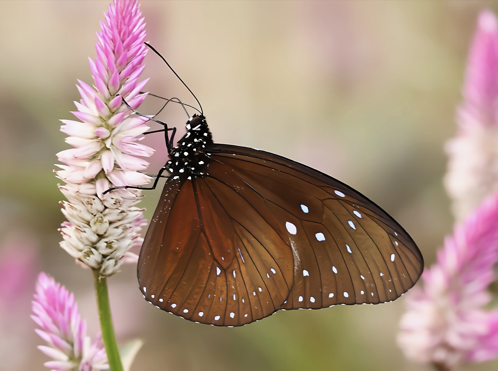 每天认识一种昆虫——蓝点紫斑蝶 蓝点紫斑蝶别名白点紫斑蝶,拟幻紫斑