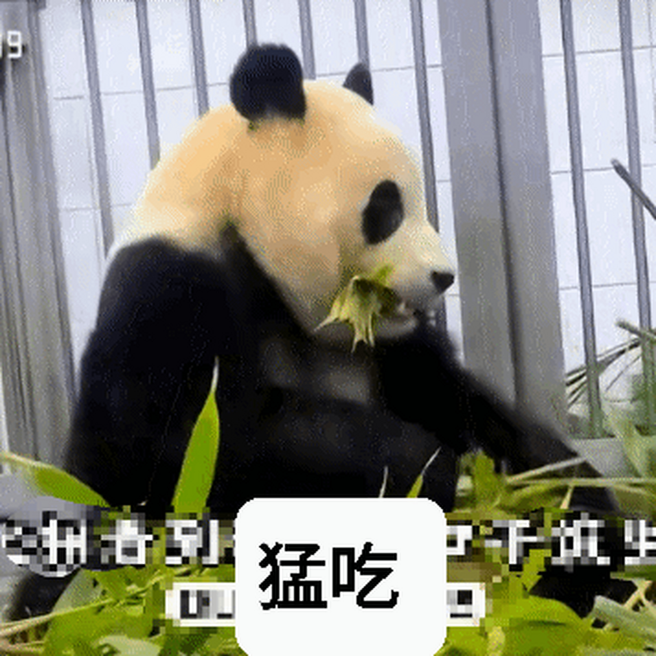 吃货福猪猪,流口水的小福太可爱了[捂脸][捂脸][捂脸]