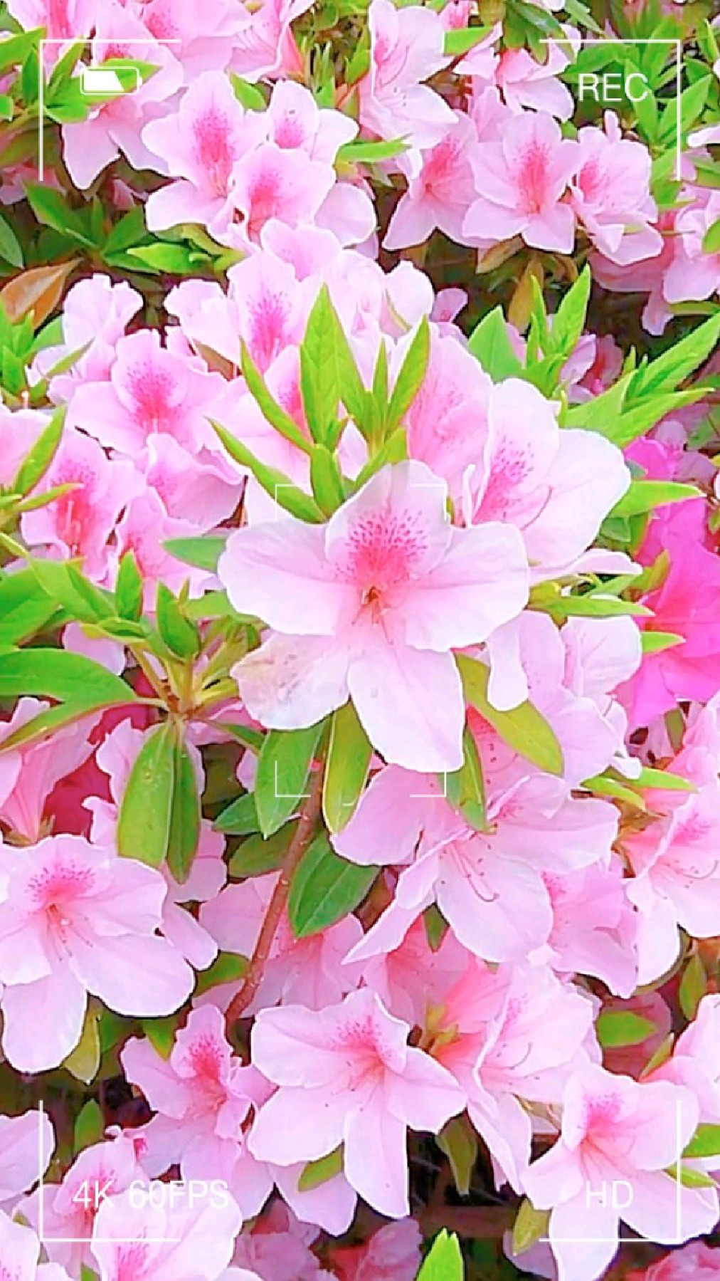 杜鹃花为无锡市花,开满了无锡的每个角落,象征着无锡市人民对美好生活