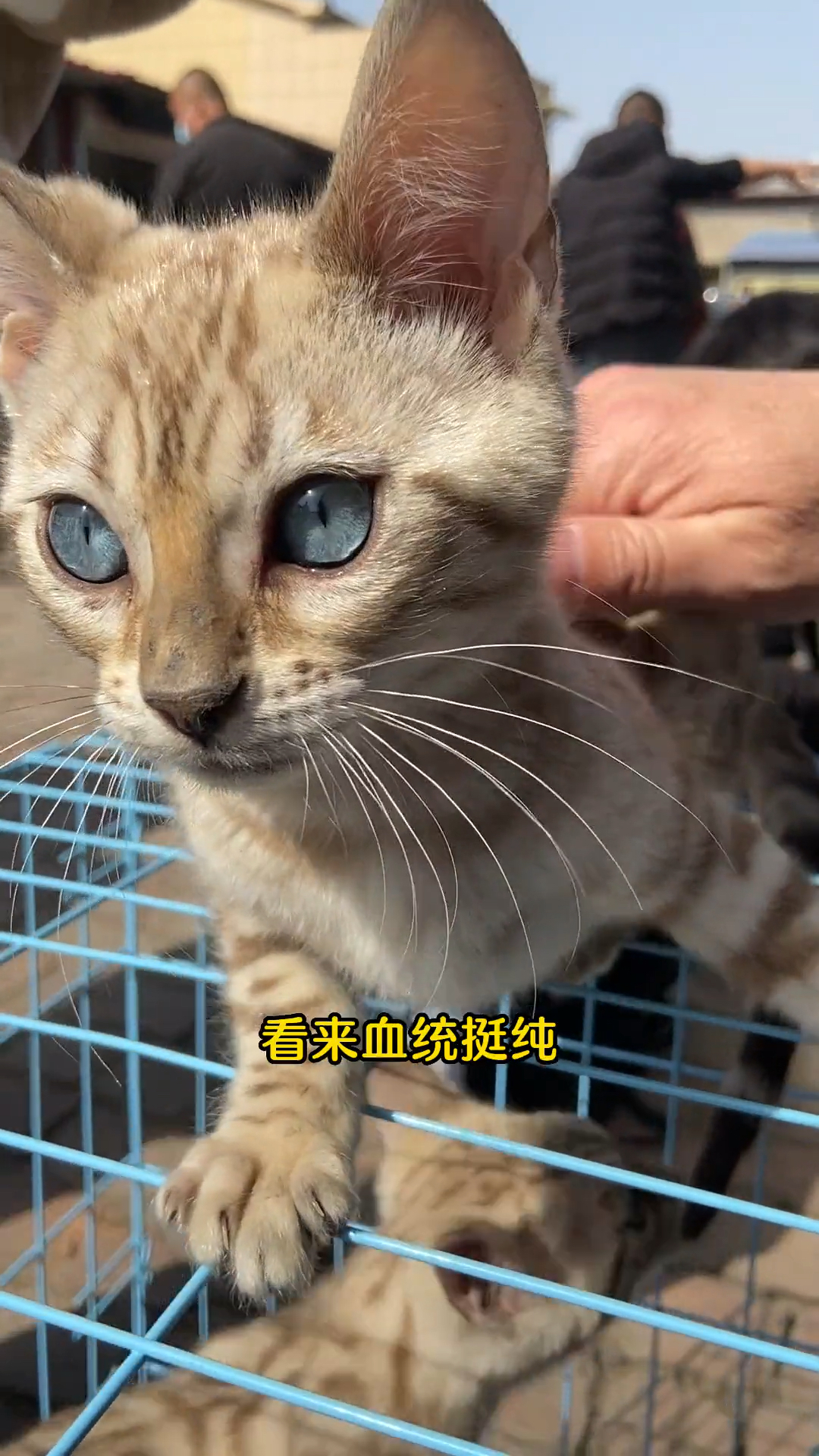 粉丝想要一只蓝眼睛豹纹小猫咪,没想到真找到了-度小视